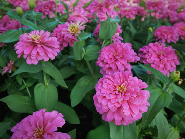 ZINNIZ UPROAR - ROSE