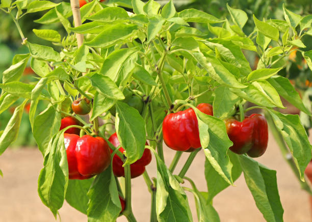 POIVRON - ROUGE DOUX