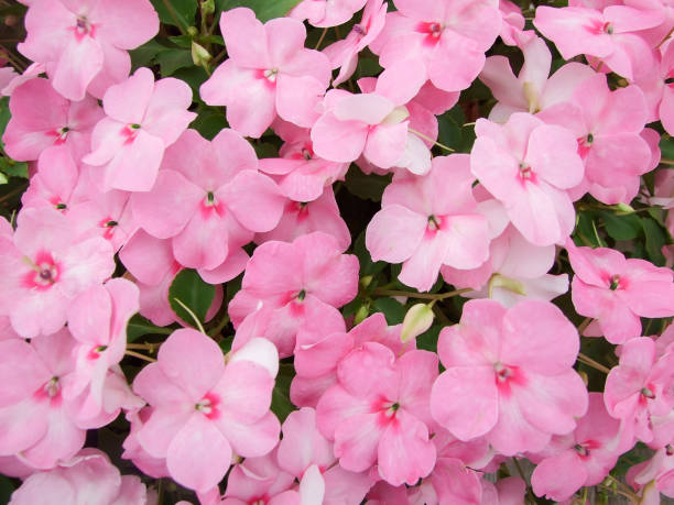 SUNPATIENS COMPACT - BLUSH PINK