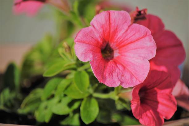 PÉTUNIA SIMPLE - ROSE VEINE