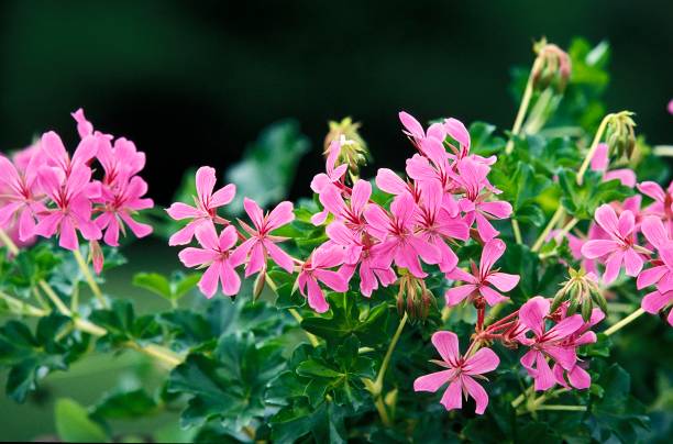 GERANIUM LIERRE - ROSE