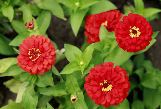 ZINNIA MAGELLAN - ÉCARLATE