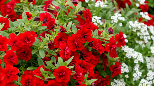 CALIBRACHOA - DOUBLE ROUGE