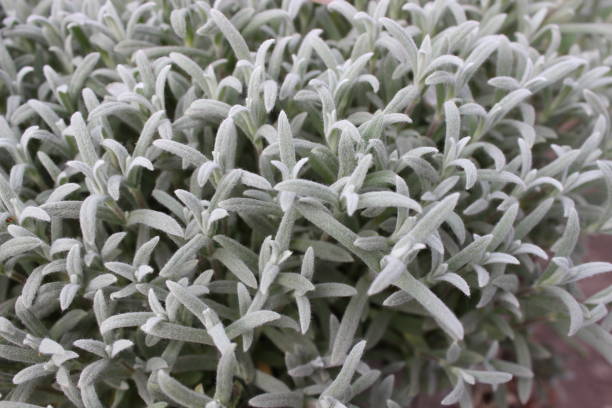 HELICHRYSUM - SILVER RIBBON