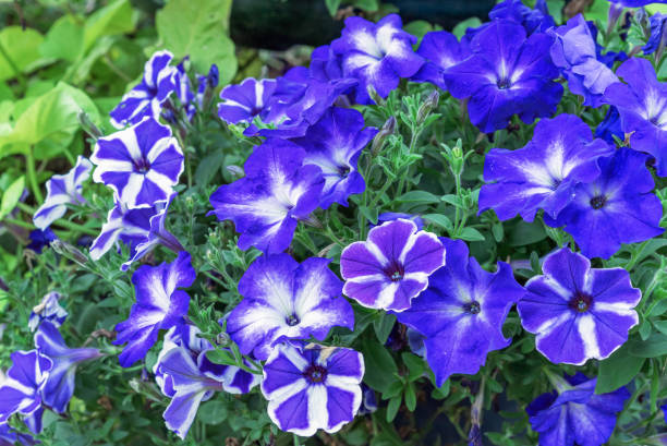 PÉTUNIA SIMPLE - BLEU ET BLANC