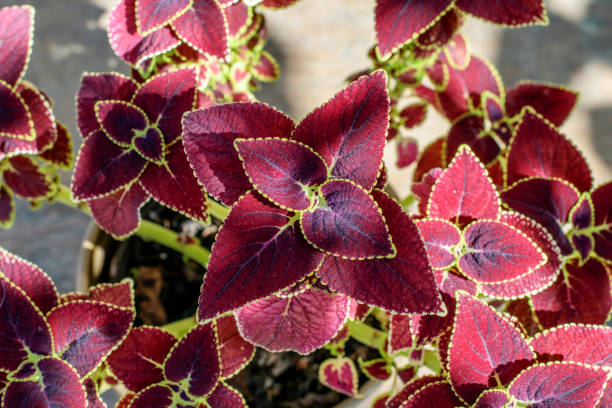 COLEUS VELVET