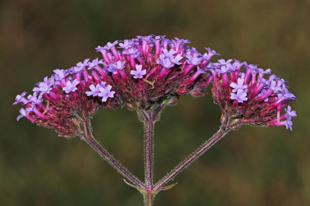 VERVEINE - BONARIENSIS