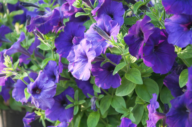 PÉTUNIA EASY WAVE - BLUE