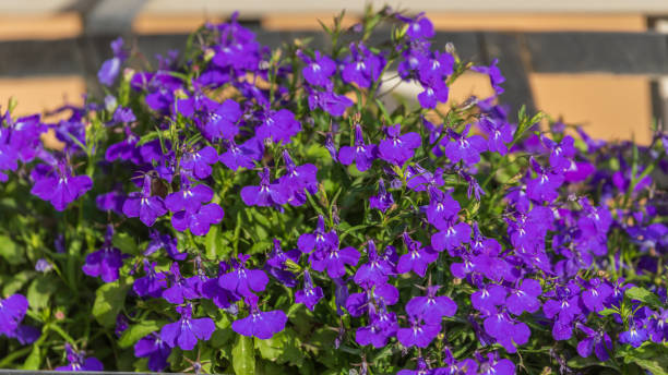 LOBELIA - BLEU FONCÉ