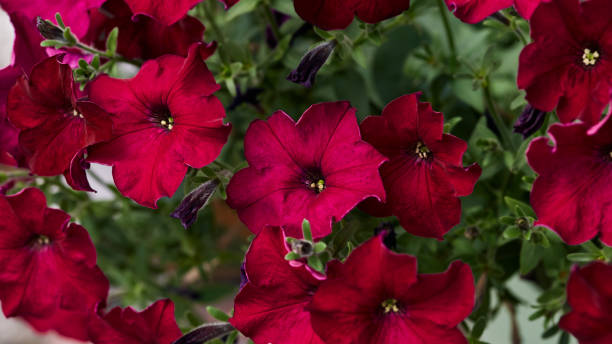 PÉTUNIA EASY WAVE - BURGUNDY