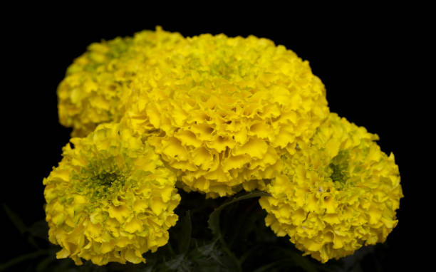 MARIGOLD - CRESTA SPRY