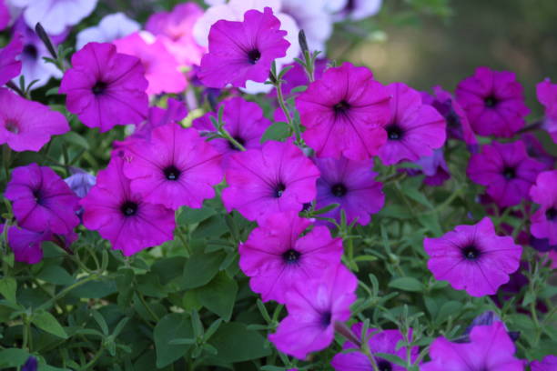 PÉTUNIA EASY WAVE - PURPLE