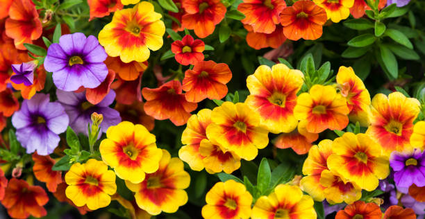 CALIBRACHOA - CHAMELEON