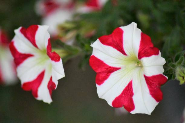 PÉTUNIA SIMPLE - ROUGE ET BLANC