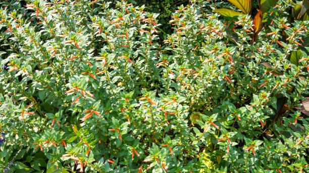 CUPHEA - VERMILLIONAIRE