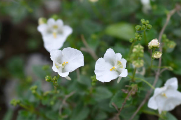 DIASCIA - BLANC