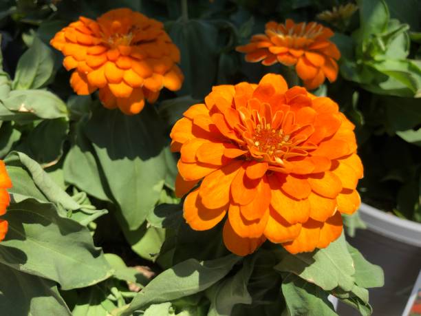 ZINNIA MAGELLAN - ORANGE