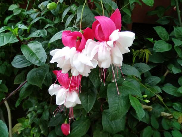 FUCHSIA - BLANC ET ROSE