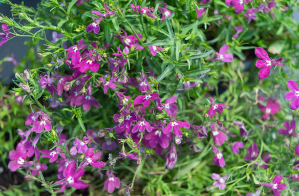 LOBELIA COURTE - ROSE