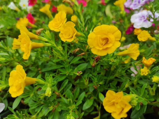 CALIBRACHOA - DOUBLE JAUNE