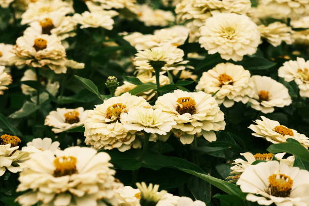 ZINNIA MAGELLAN - IVORY