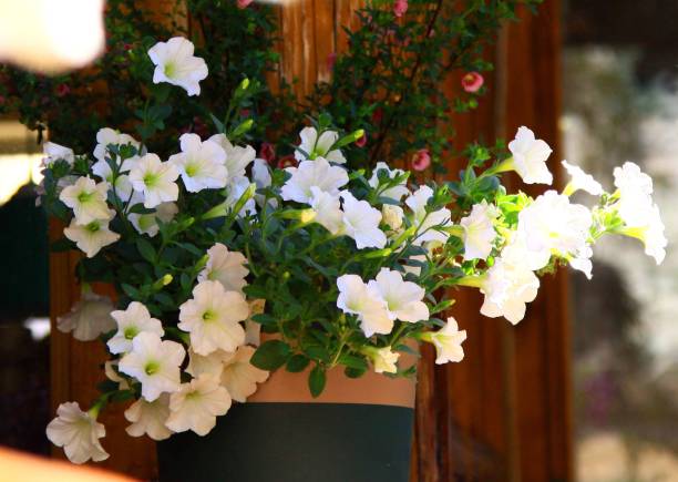 PÉTUNIA CASCADE - BLANC