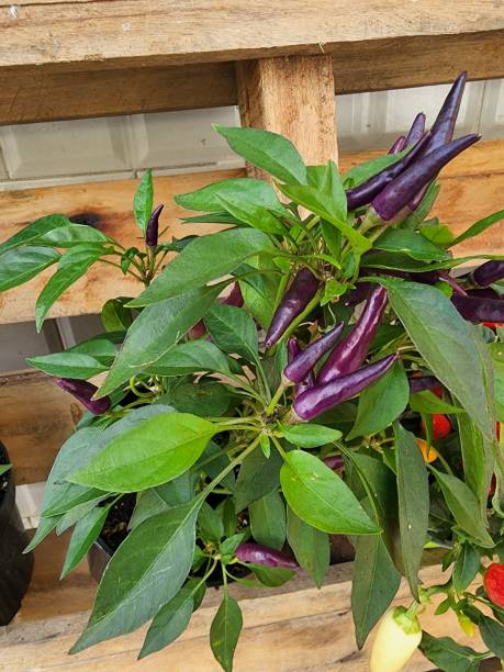 PIMENT - FLUO PURPLE