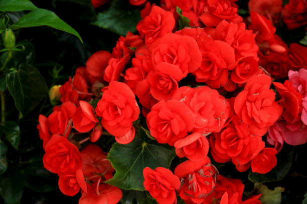 BEGONIA RIEGER - ROUGE