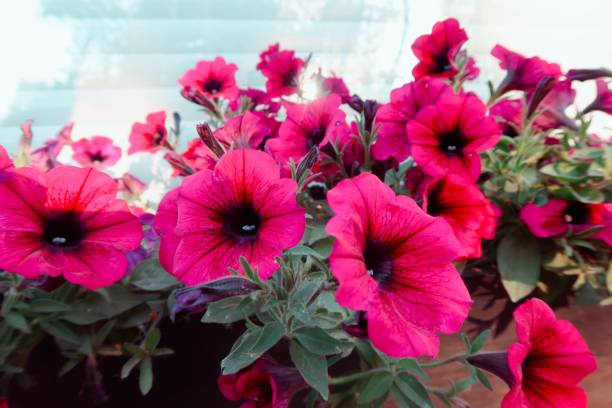 PÉTUNIA CASCADE - ROSE FONCÉ