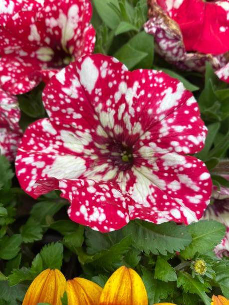 PÉTUNIA MULTI - ROUGE PICOTÉ