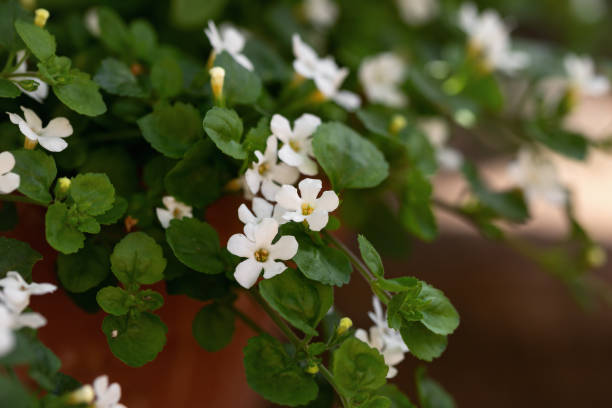 BACOPA - BLANC