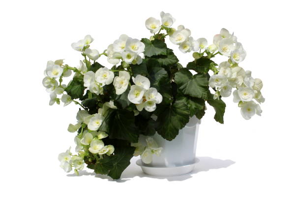 BEGONIA RIEGER - BLANC