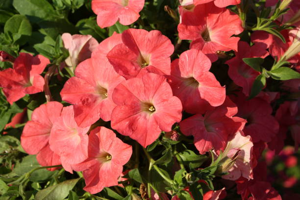 PÉTUNIA EASY WAVE - CORAL