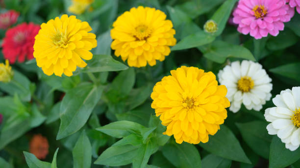 ZINNIA ZESTY - YELLOW
