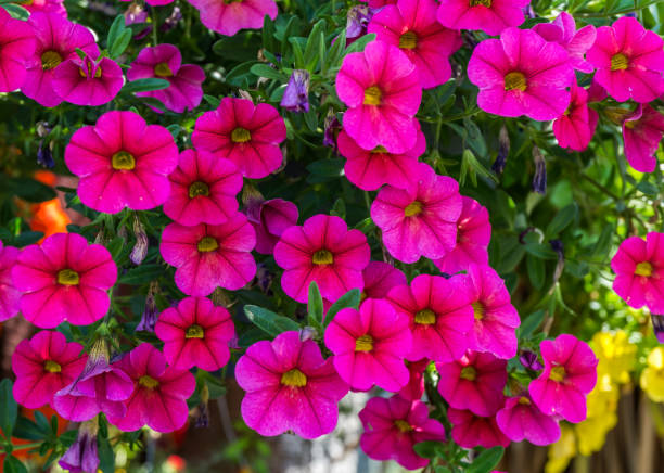 CALIBRACHOA - ROSE FONCÉ