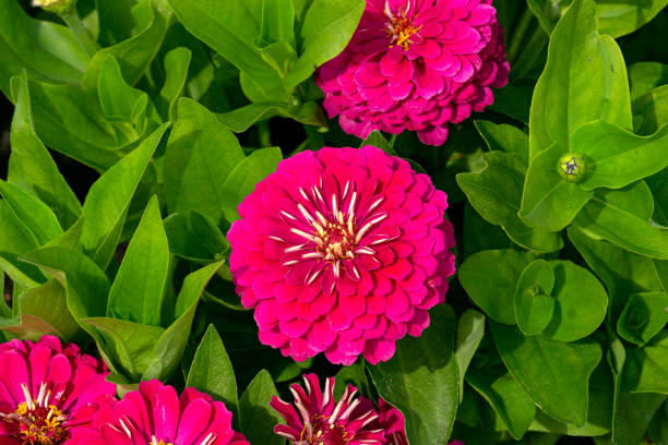 ZINNIA MAGELLAN - CERISE
