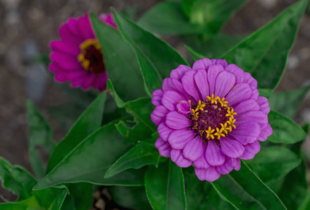 ZINNIA ZESTY - PURPLE