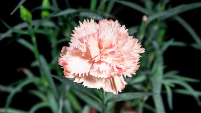 DIANTHUS SAUMON