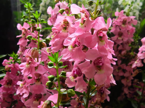 ANGELONIA - ROSE