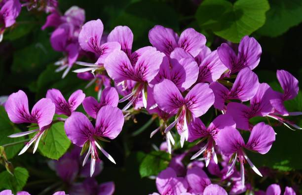 GERANIUM LIERRE - LAVENDE
