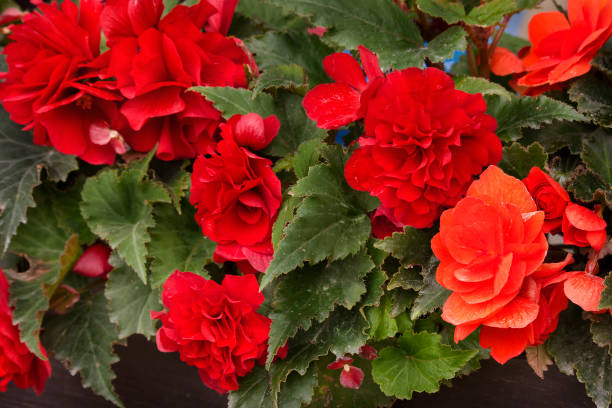 BEGONIA TUBEREUX - ROUGE