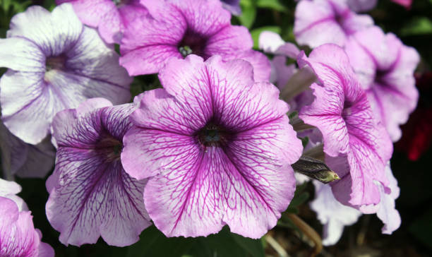 PÉTUNIA EASY WAVE - PLUM VEIN