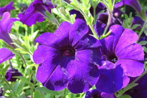 PÉTUNIA SIMPLE - BLEU FONCÉ