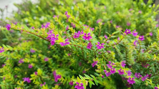 CUPHEA ENCHANTIA - PURPLE