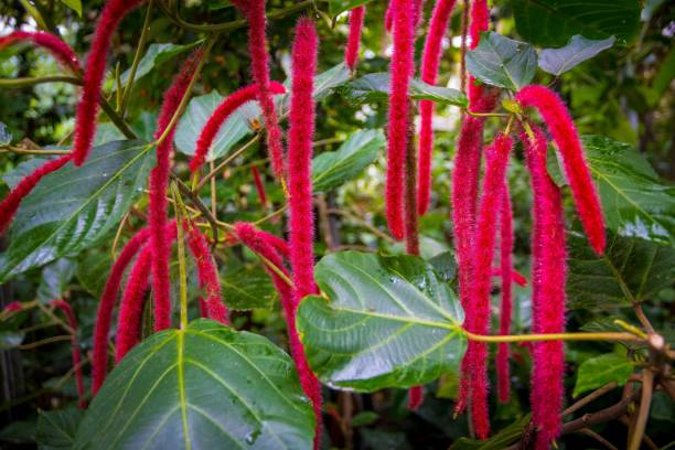 ACALYPHA - CHENILLE