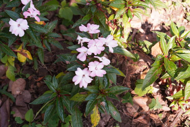 IMPATIENS NOUVELLE GUINÉE - BLUSH