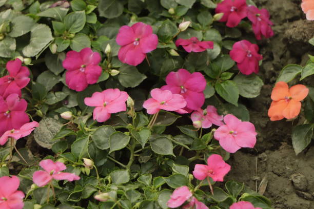 IMPATIENS NOUVELLE GUINÉE - PINK