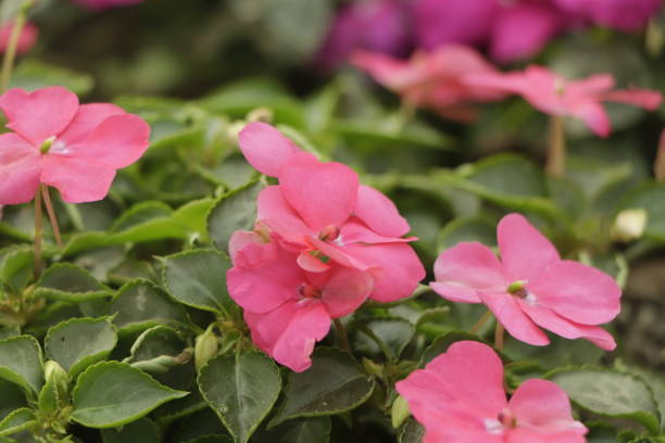 IMPATIENS NOUVELLE GUINÉE - BLEU STAR