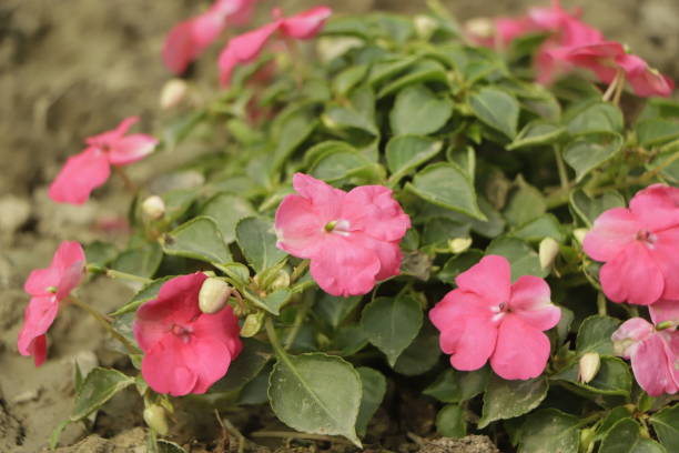 IMPATIENS NOUVELLE GUINÉE - RED STAR