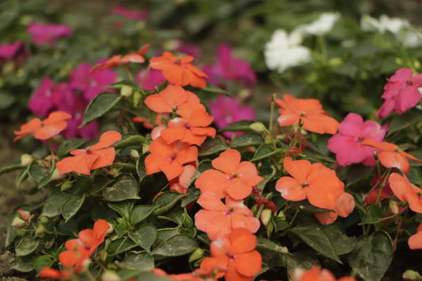 SUNPATIENS COMPACT - ORANGE